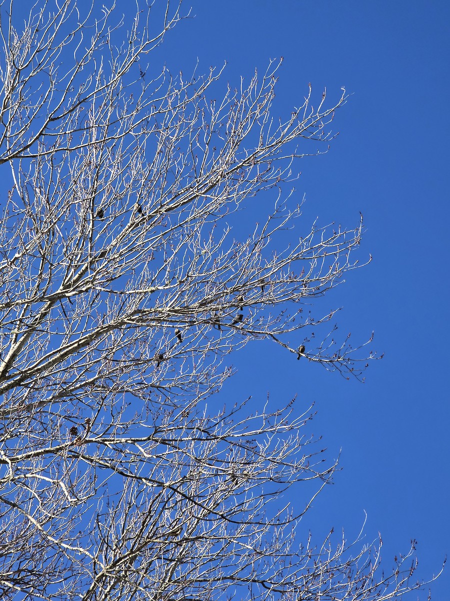 Brown-headed Cowbird - ML647228406