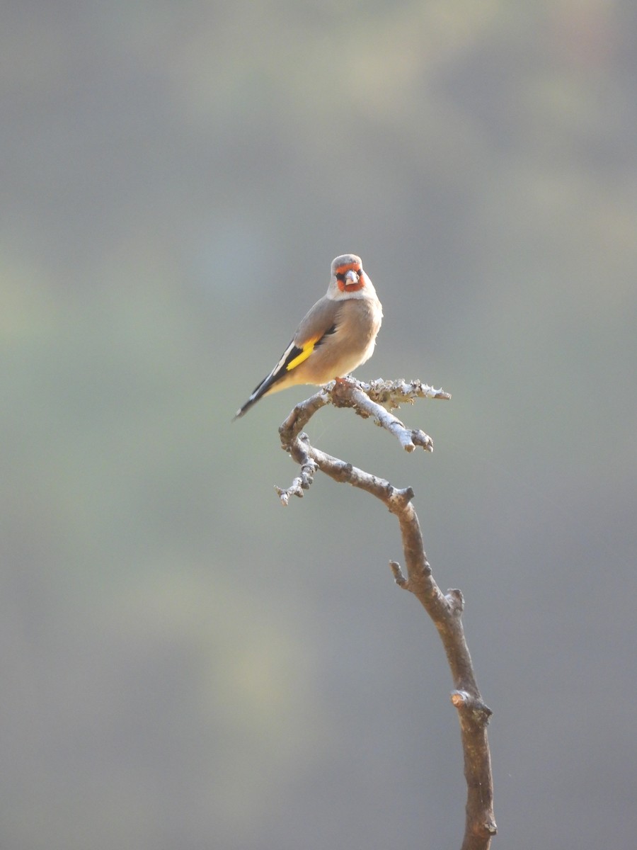 Gray-crowned Goldfinch - ML647228413