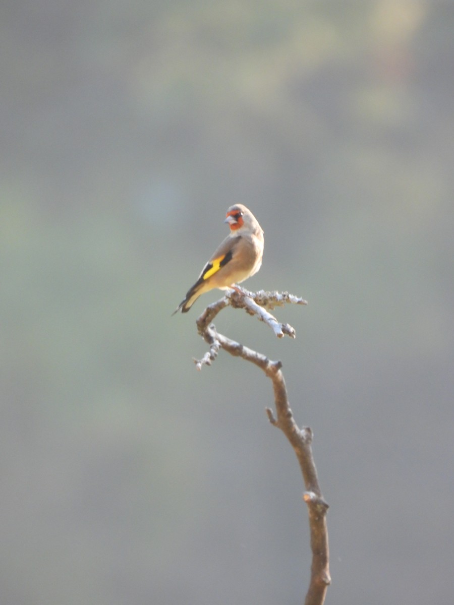 Gray-crowned Goldfinch - ML647228414