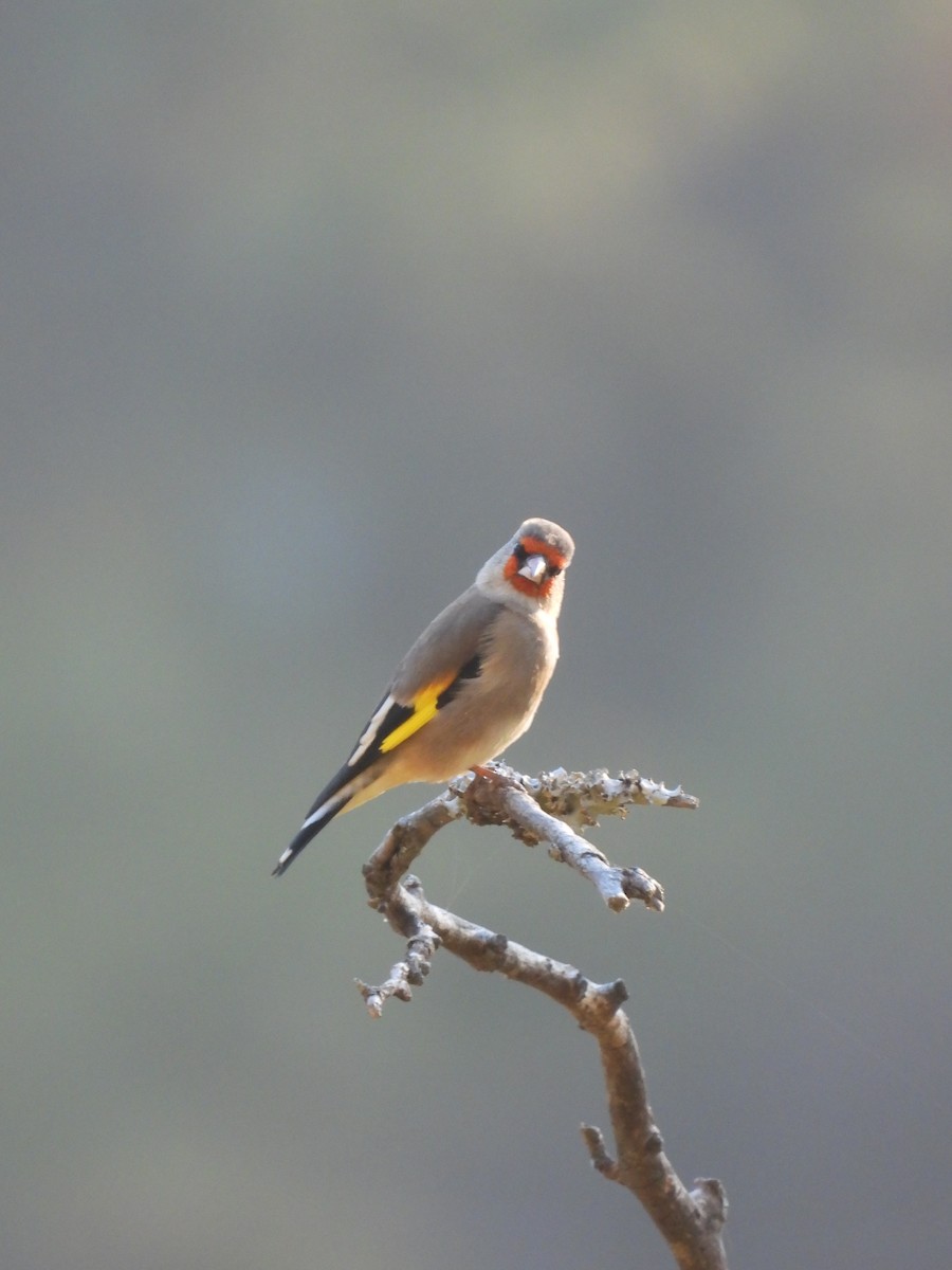 Gray-crowned Goldfinch - ML647228415