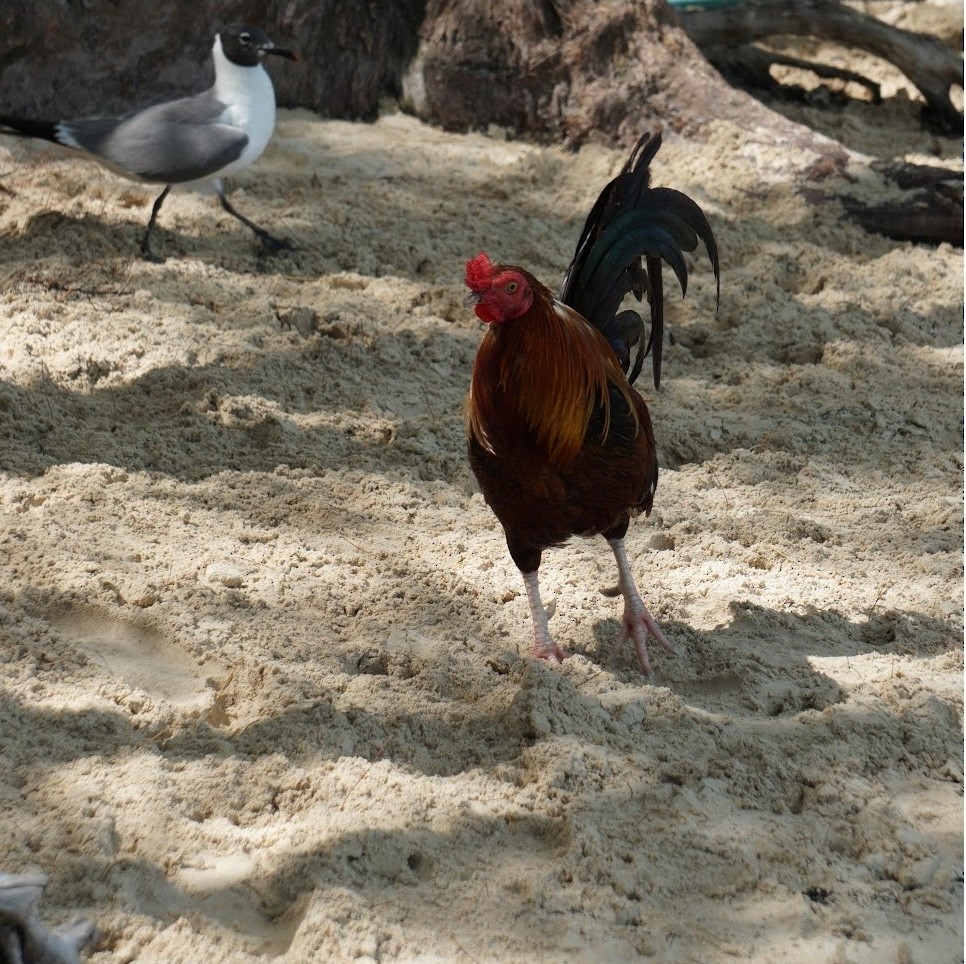 Курка банківська (свійська) - ML647228418