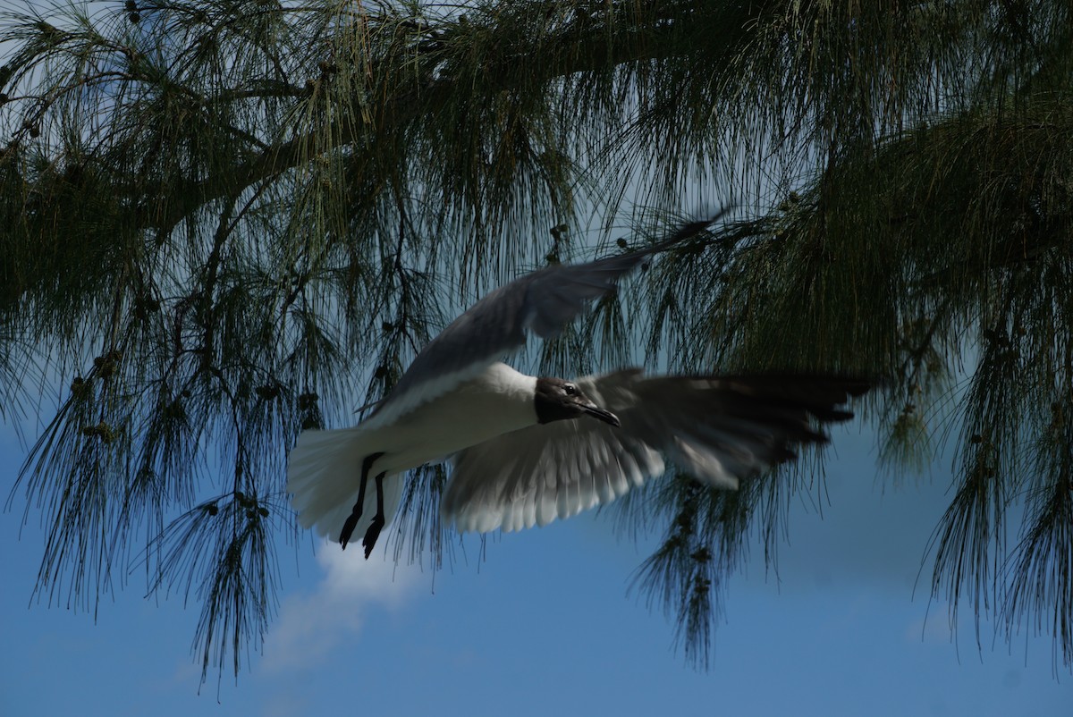 Мартин карибський - ML647228421