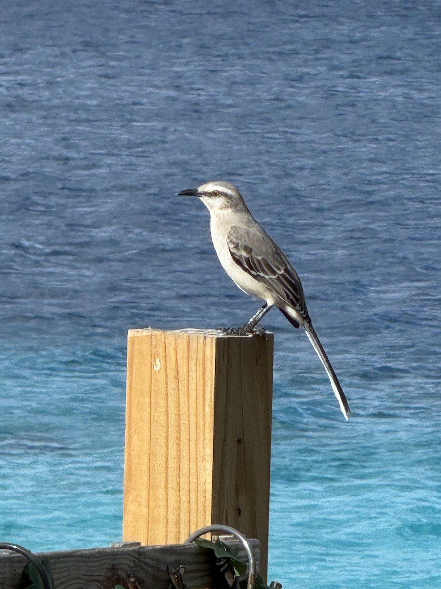 drozdec tropický - ML647228432