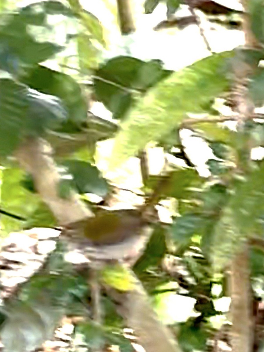 Common Tailorbird - ML647228447