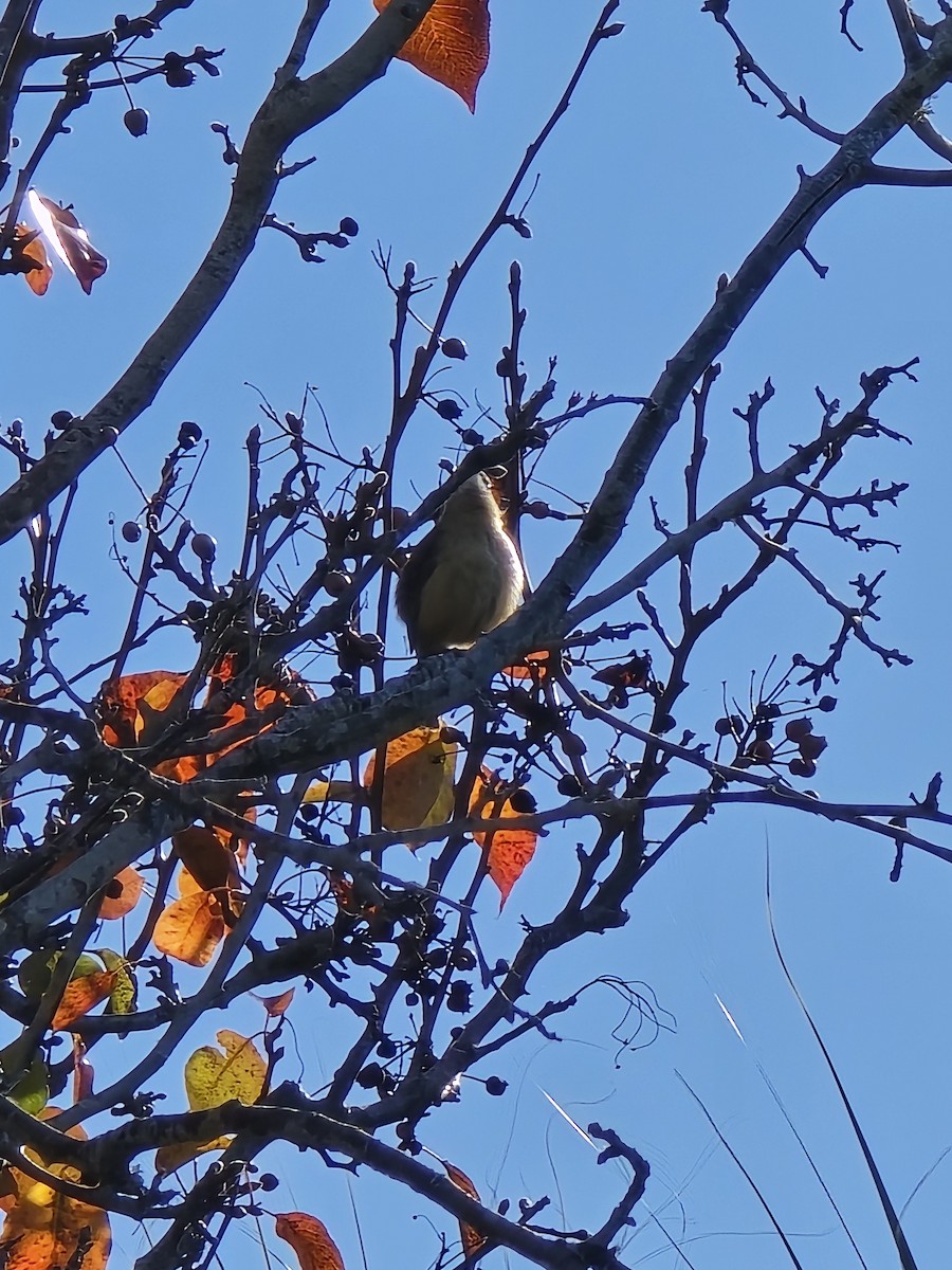 Carolina Wren - ML647228448