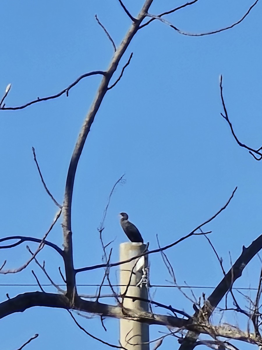 Double-crested Cormorant - ML647228455