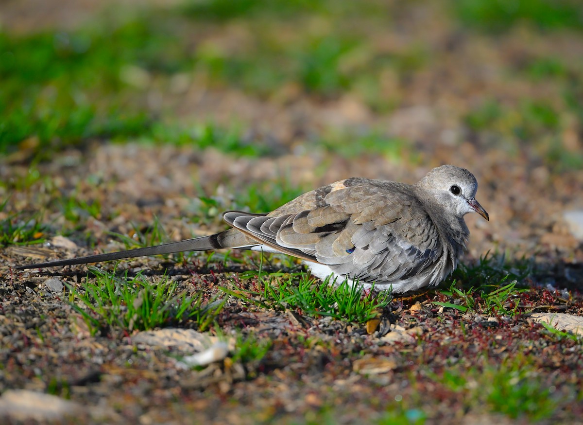 hrdlička kapská - ML647228497