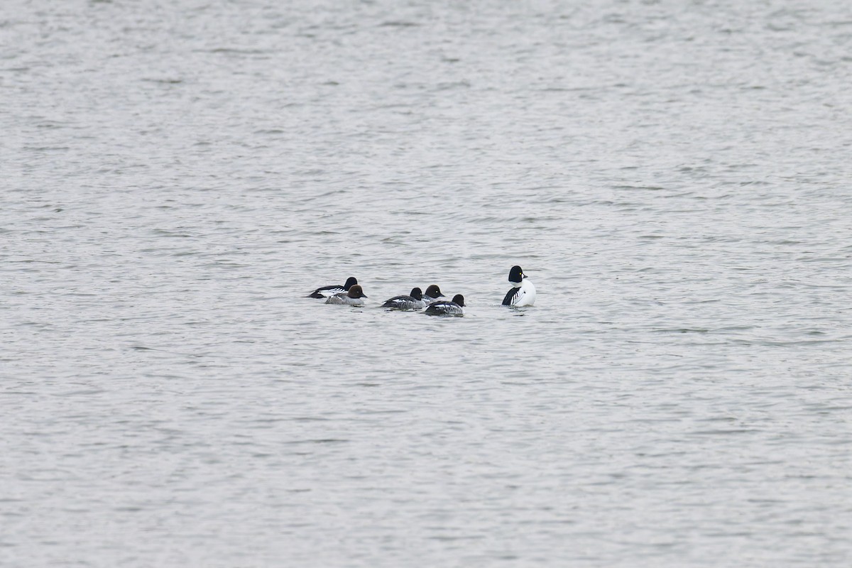 Common Goldeneye - ML647228507