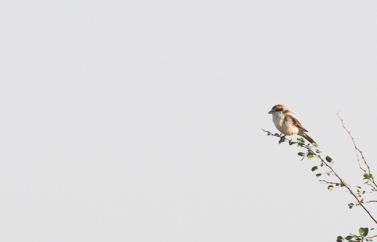 Woodchat Shrike - ML647228508