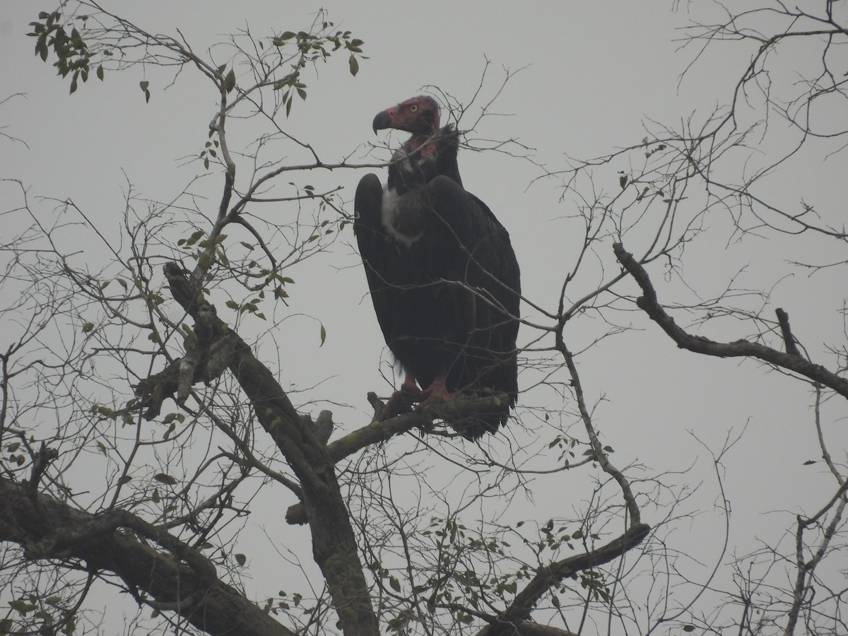 Red-headed Vulture - ML647228515