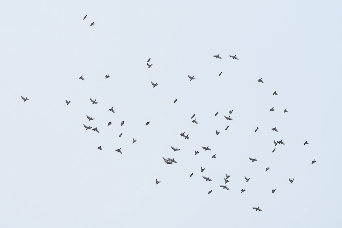 Bohemian Waxwing - ML647228525