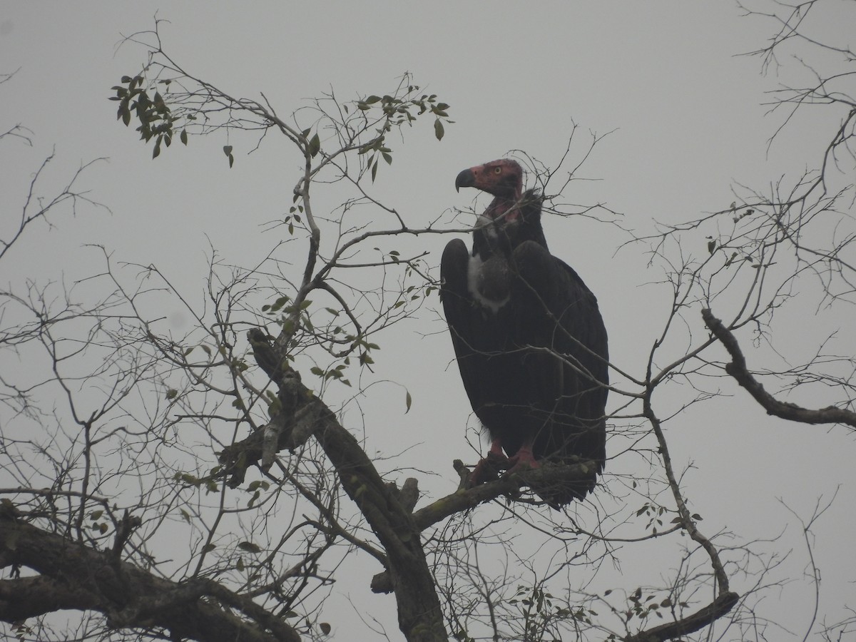 Red-headed Vulture - ML647228529
