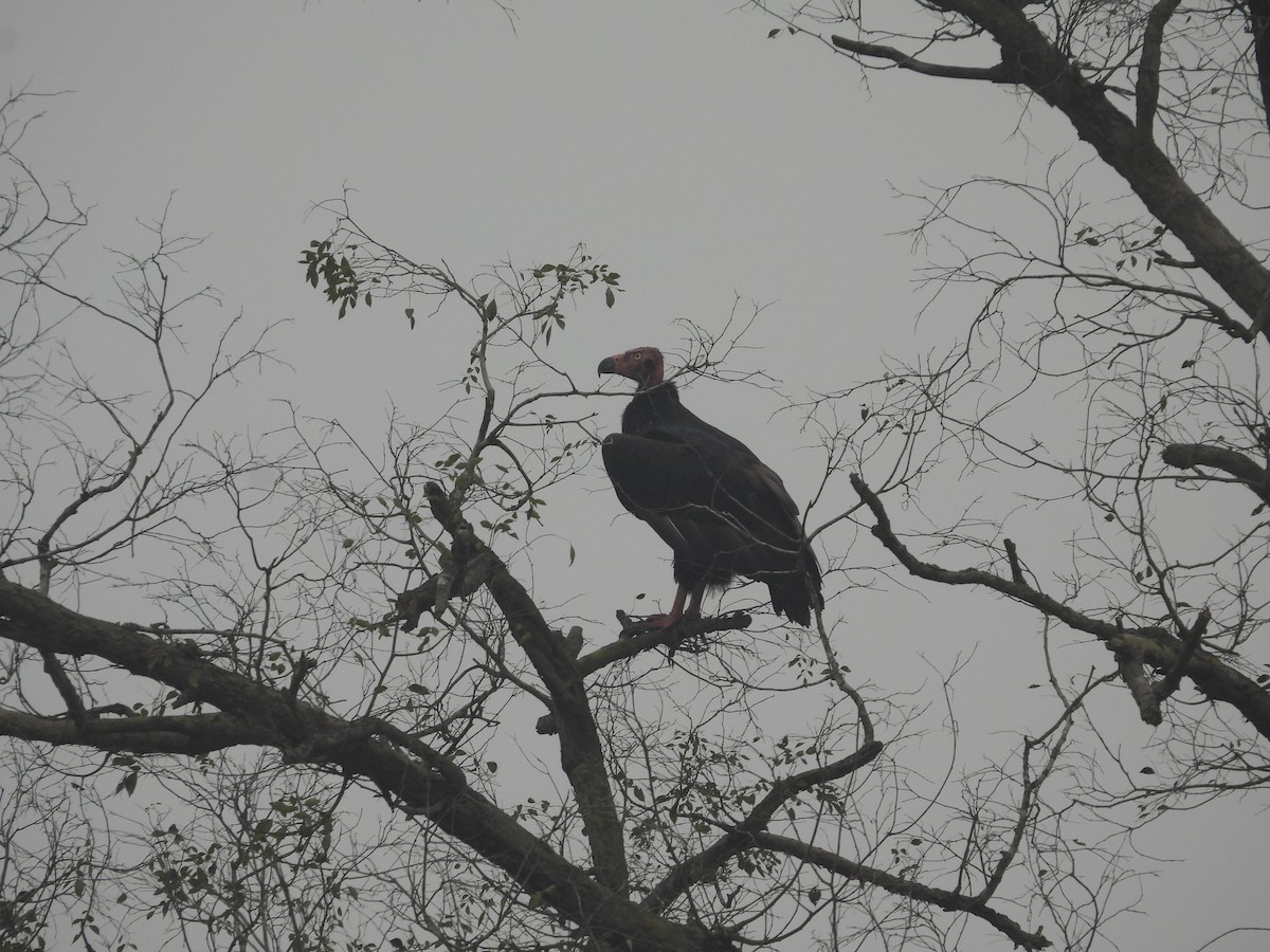 Red-headed Vulture - ML647228534