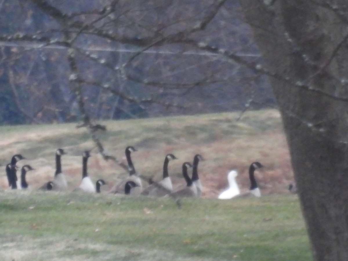 Ross's Goose - ML647228540