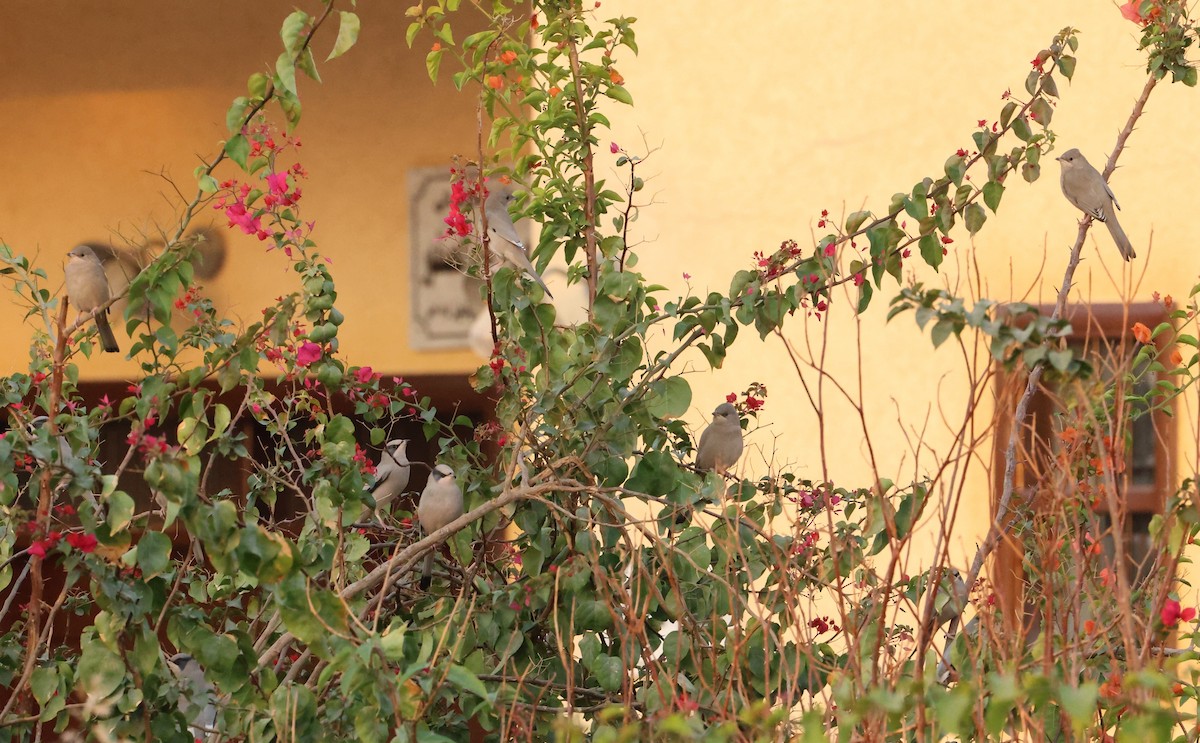 Hypocolius - ML647228566