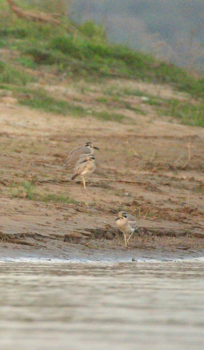 Great Thick-knee - ML647228572
