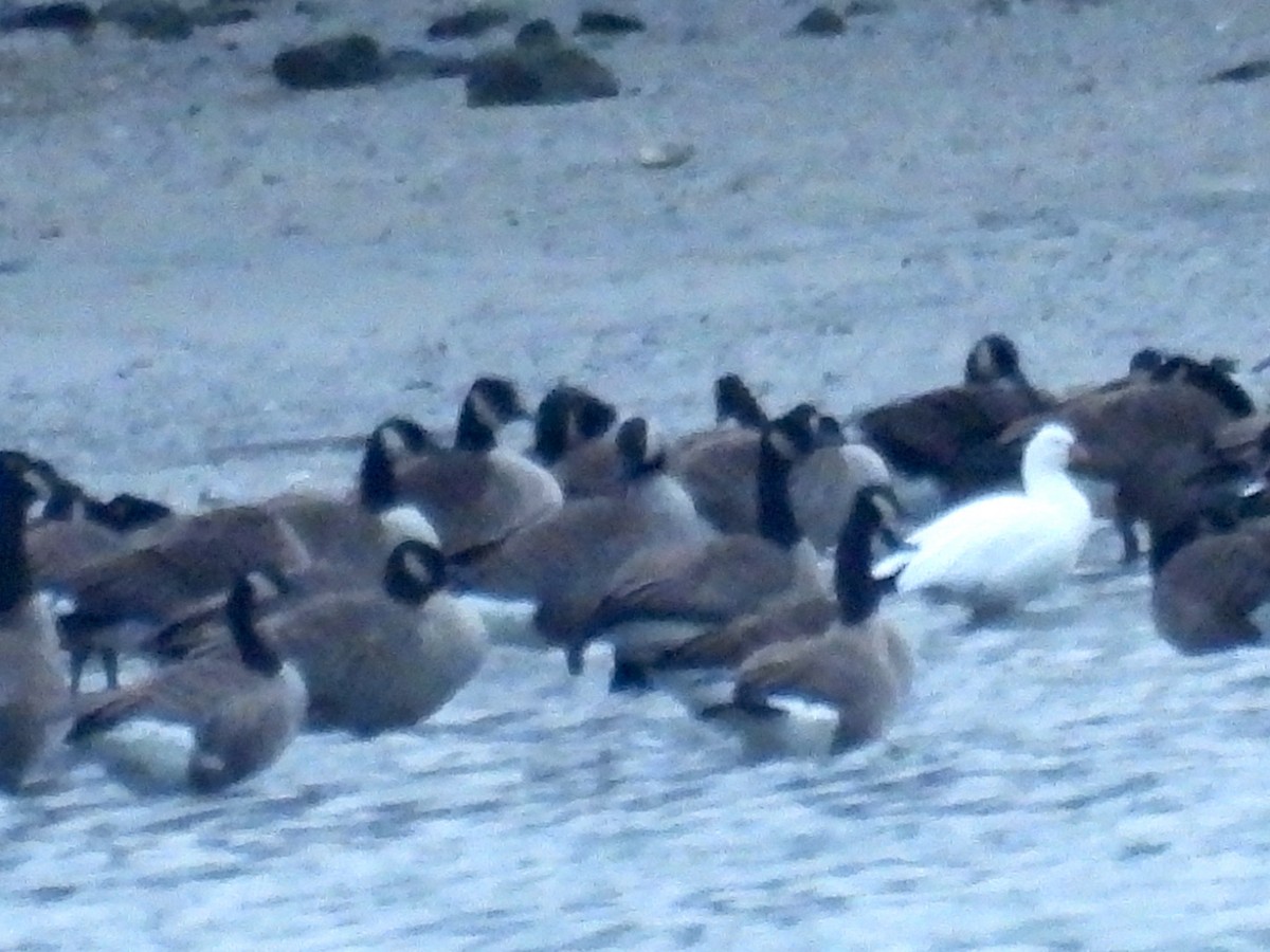 Ross's Goose - ML647228573