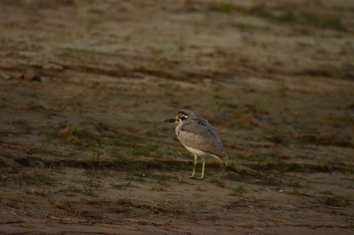 Great Thick-knee - ML647228574