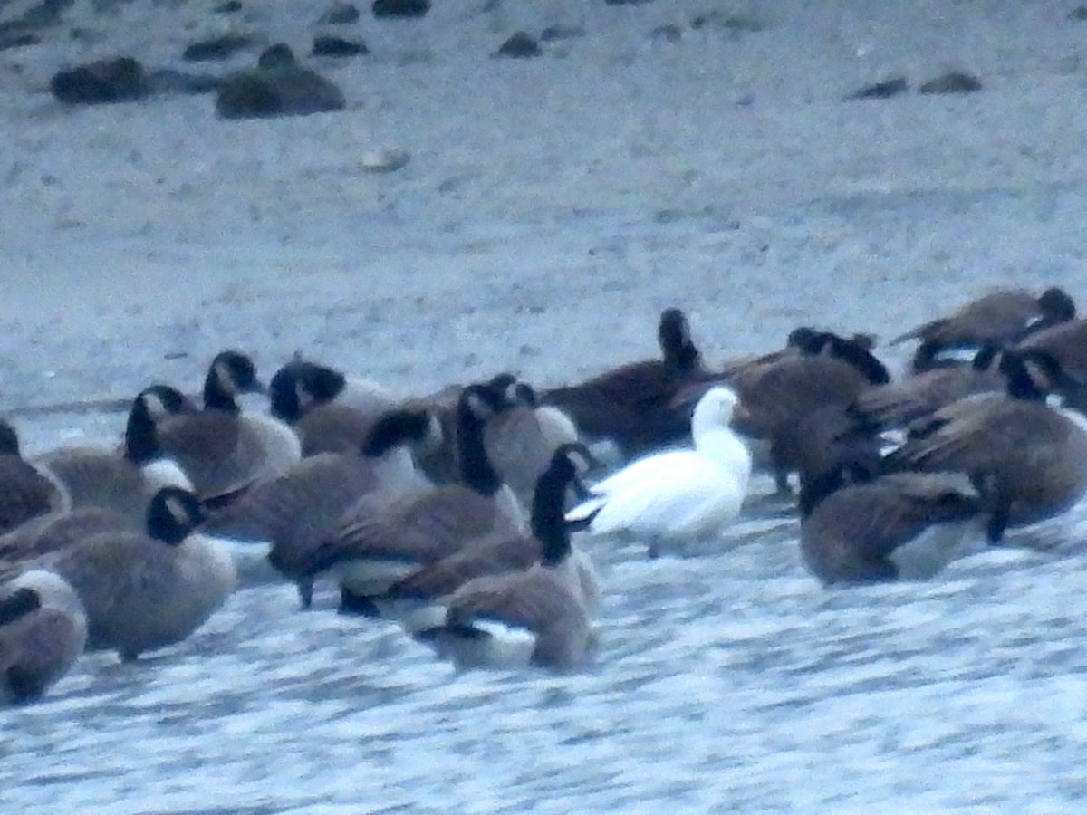 Ross's Goose - ML647228575