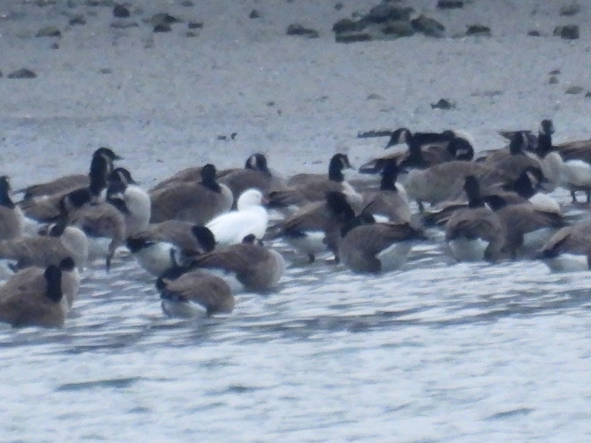 Ross's Goose - ML647228576