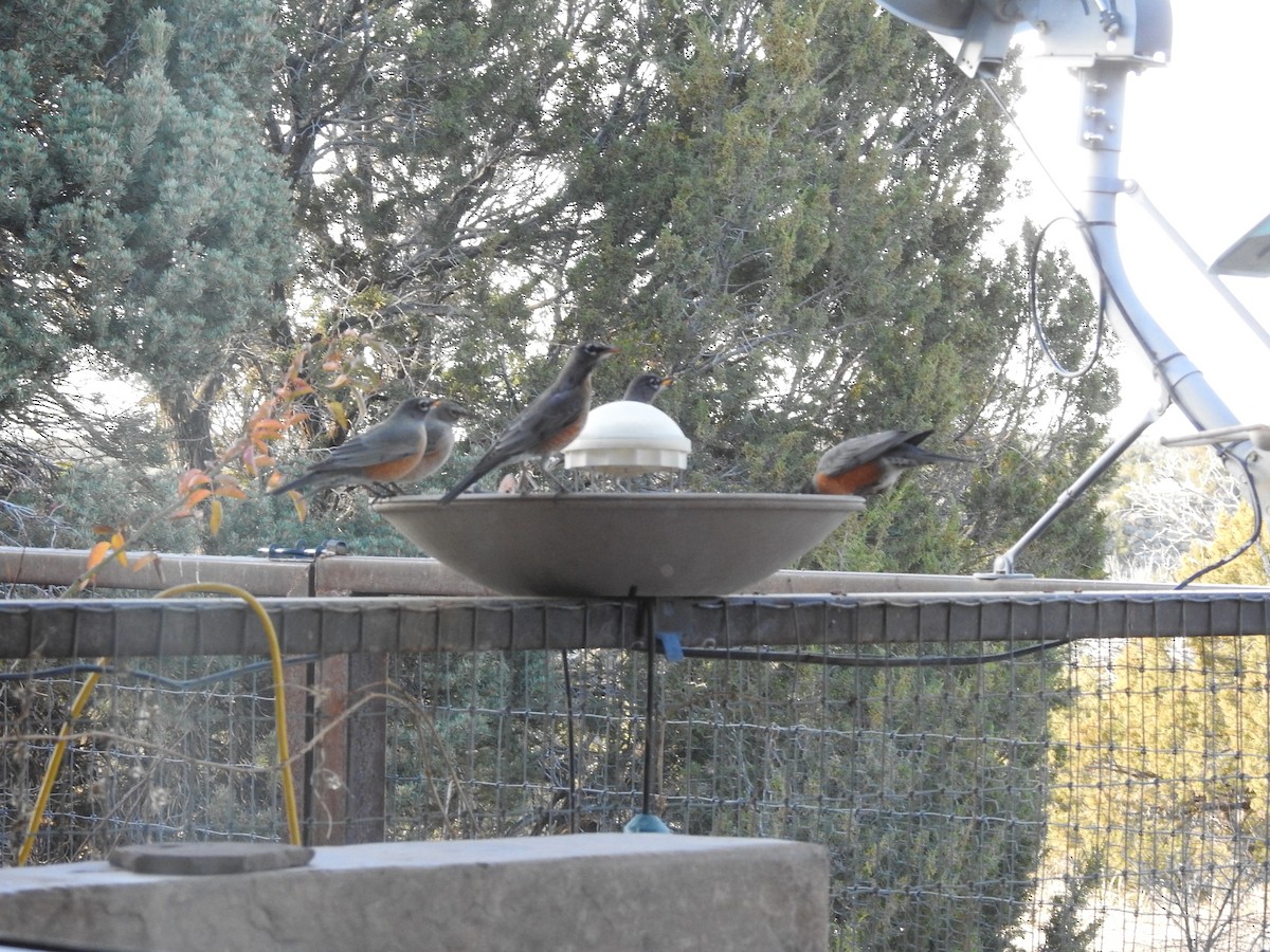 American Robin - ML647228577