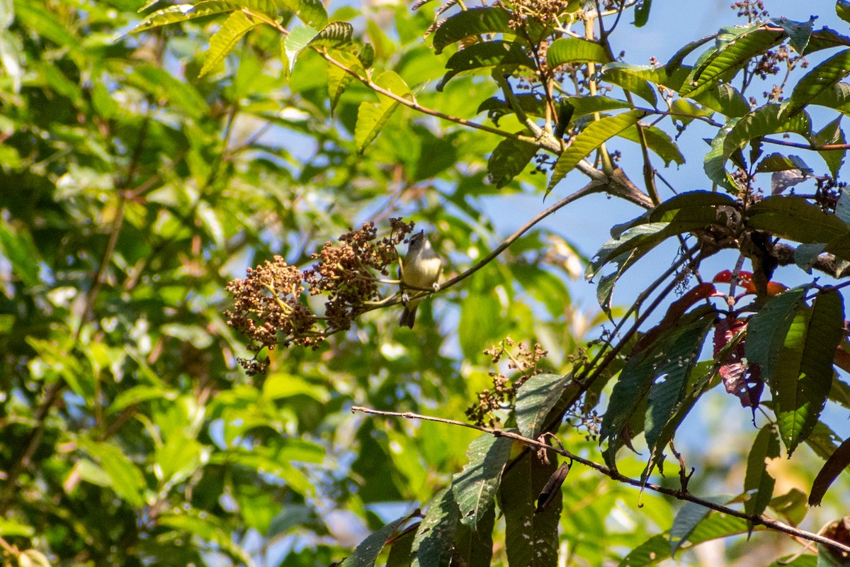 Brown-capped Vireo (Southern) - ML647228578