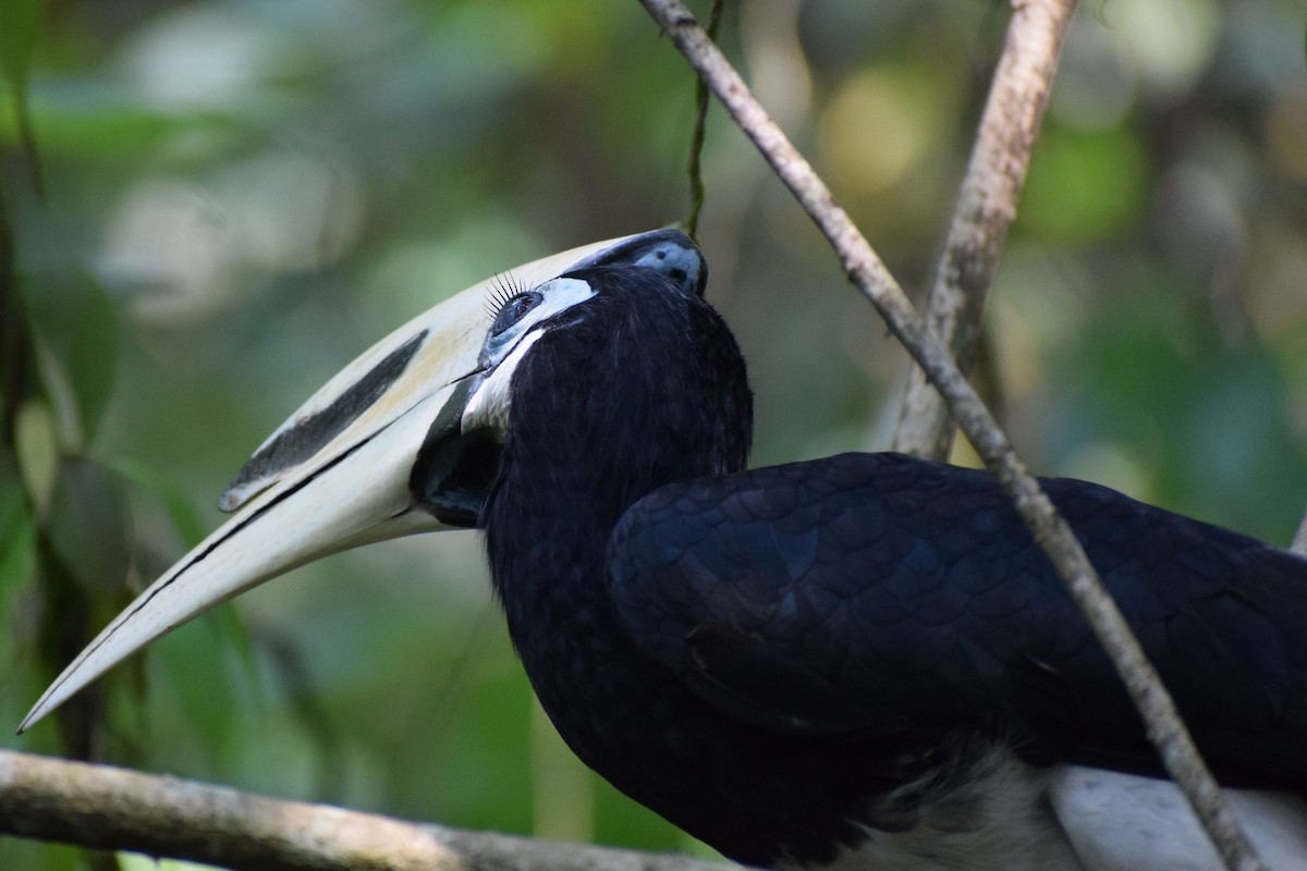 Calao pie - ML647228579