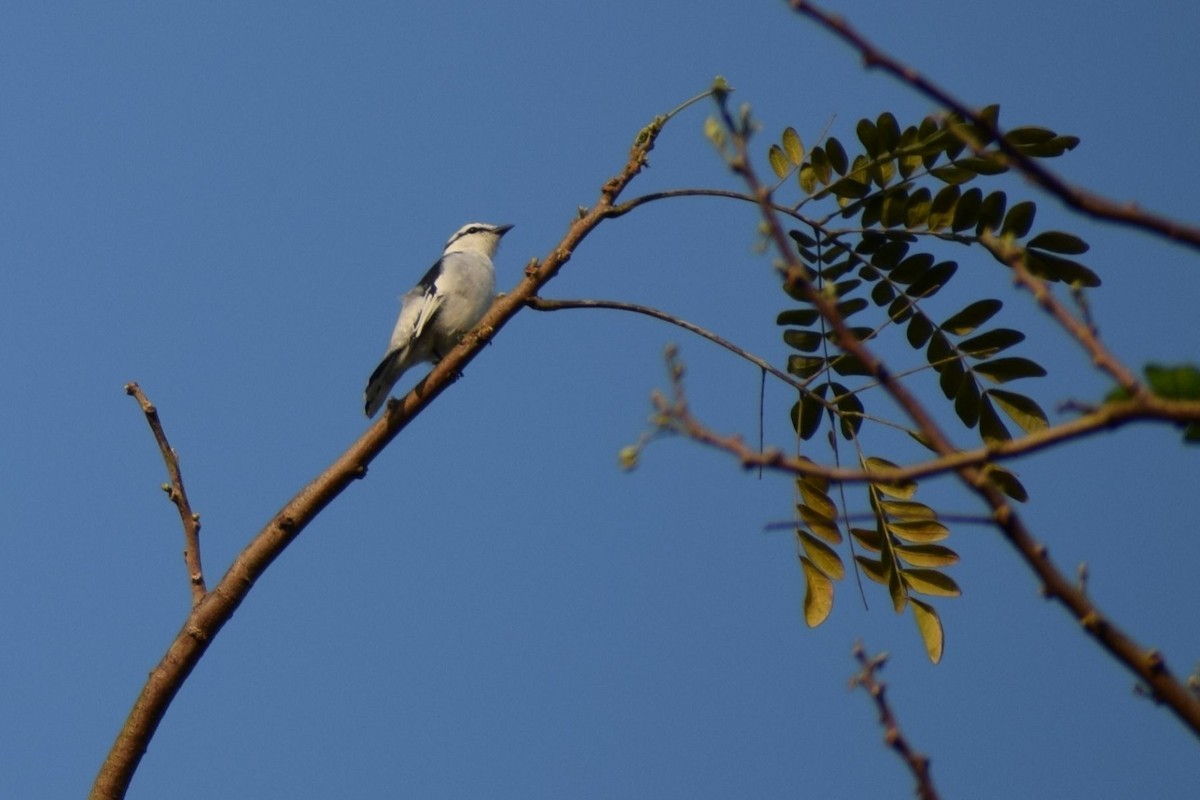 Échenilleur térat - ML647228582