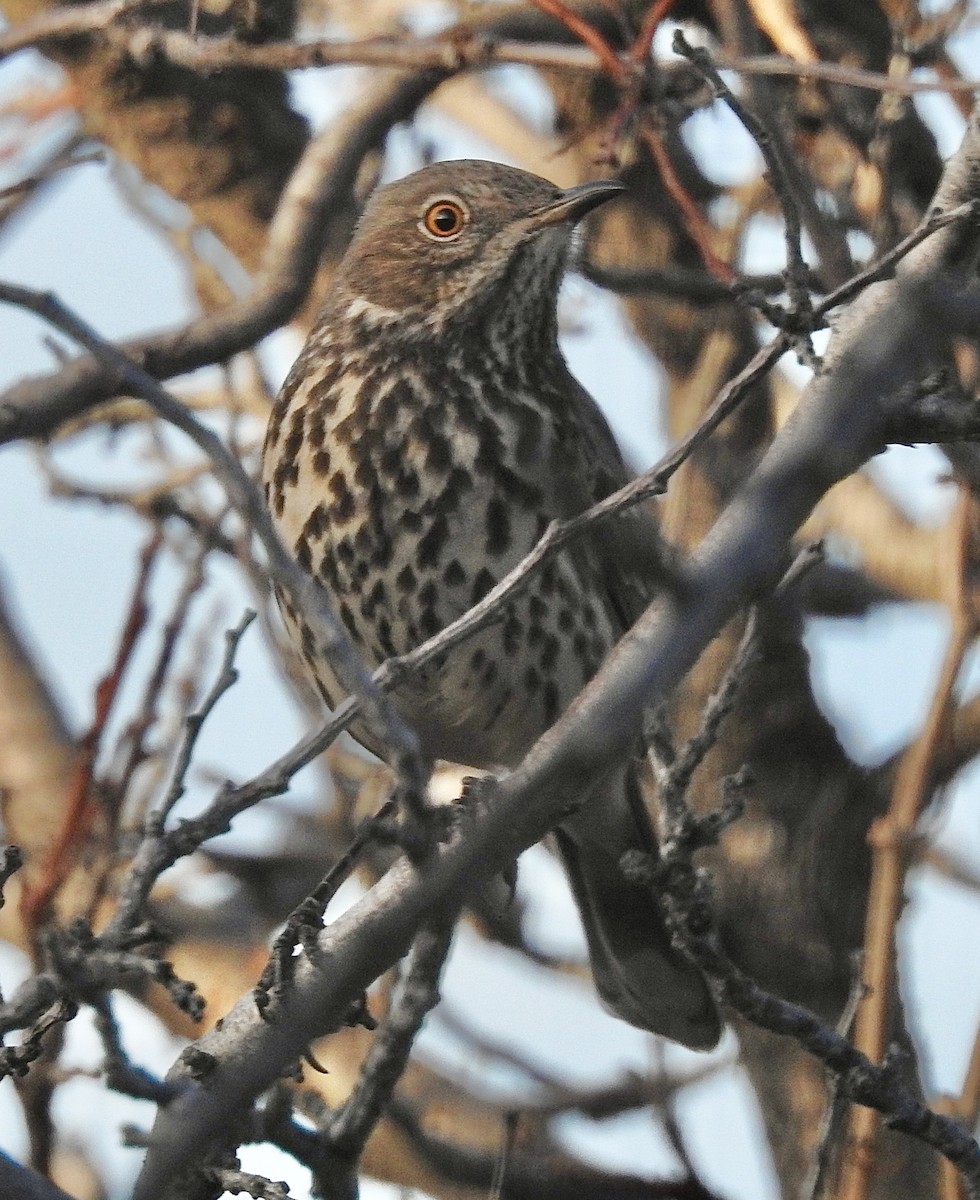 Sage Thrasher - ML647228584