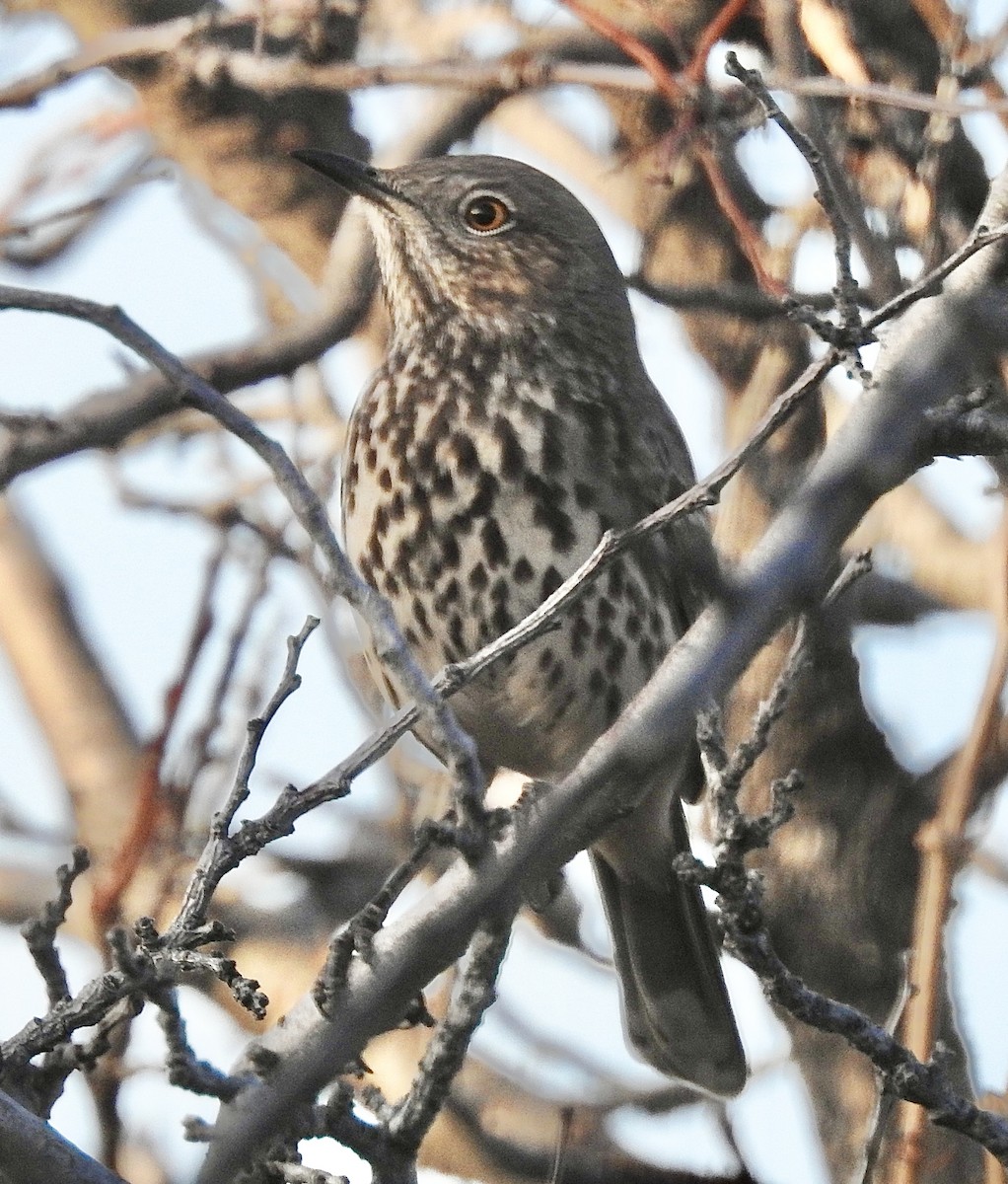 Sage Thrasher - ML647228587