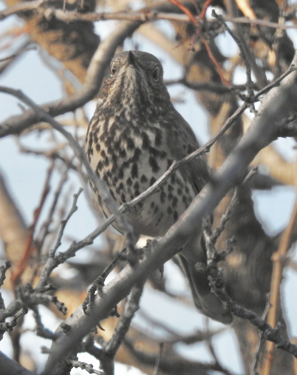 Sage Thrasher - ML647228597