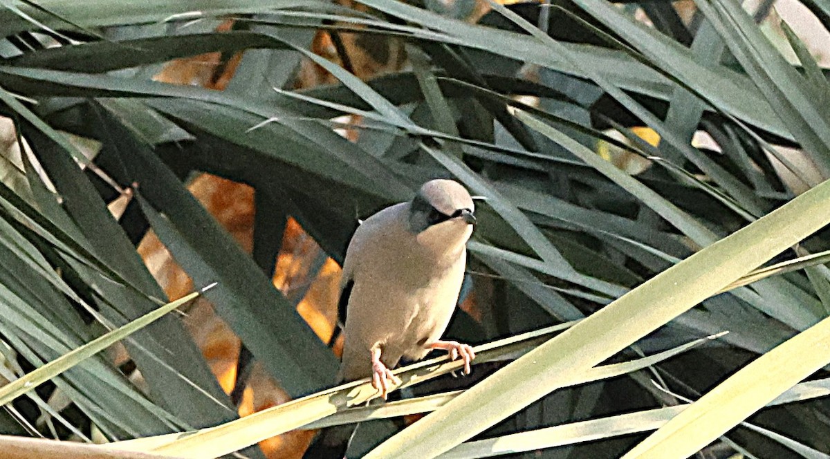 Hypocolius - ML647228603