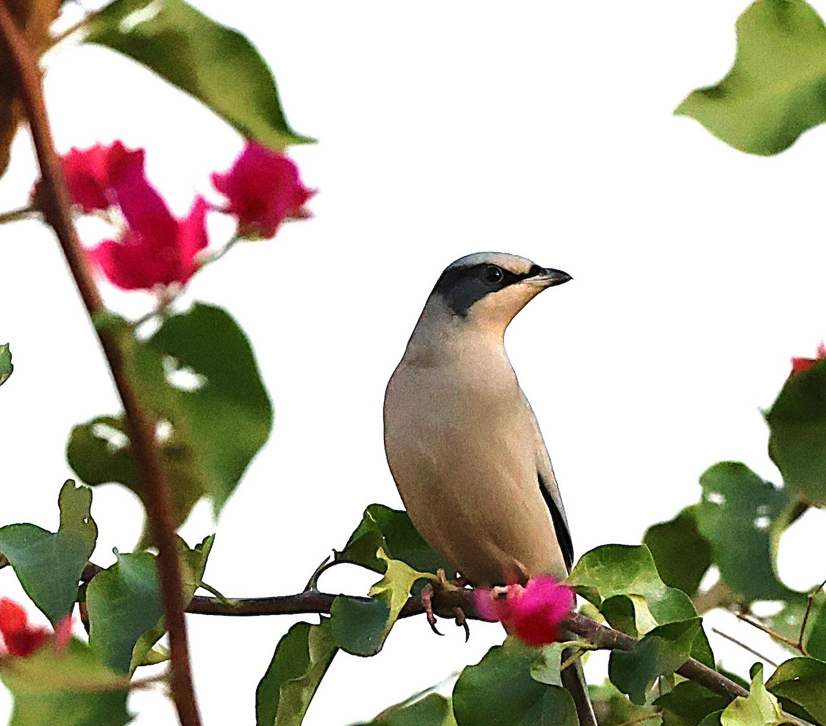 Hypocolius - ML647228604