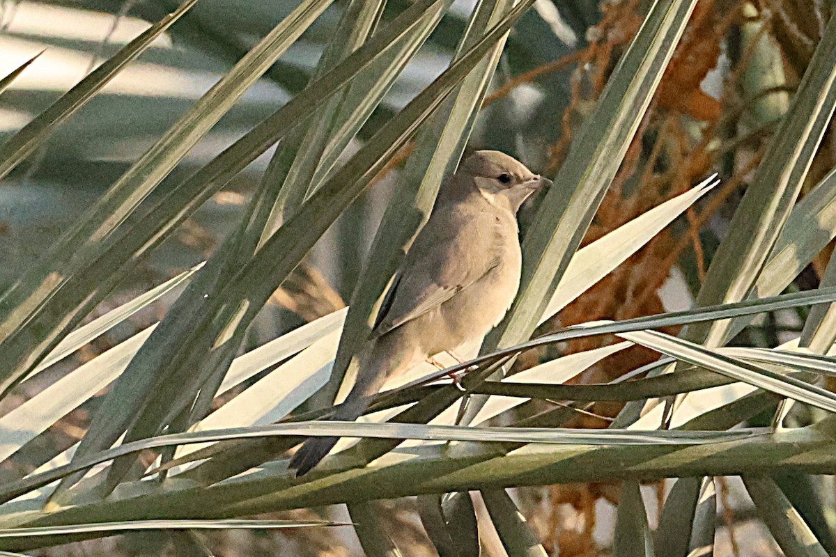 Hypocolius - ML647228605