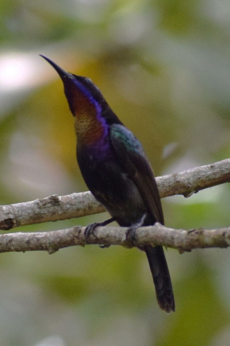 Souimanga de Macklot - ML647228608