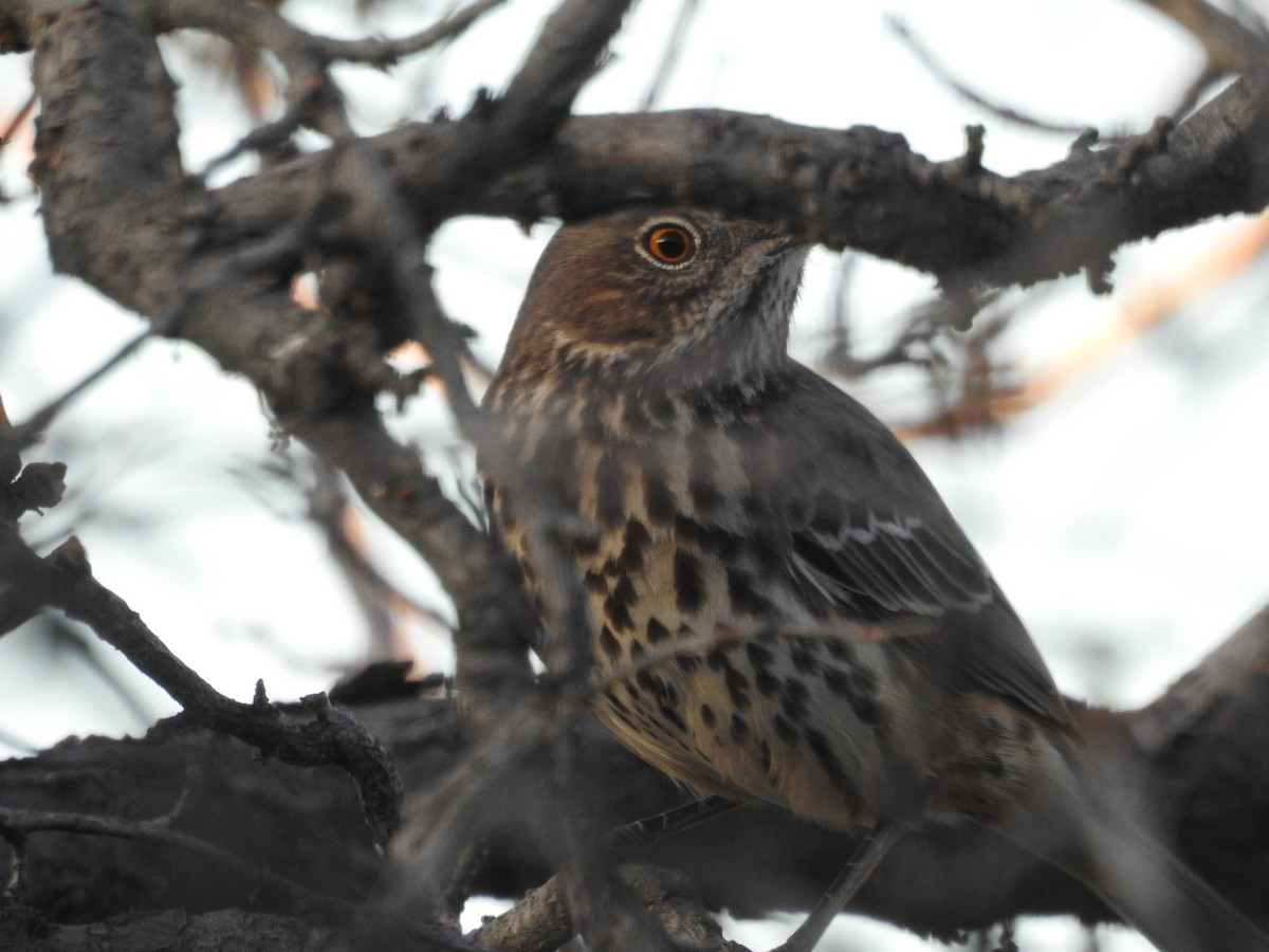 Sage Thrasher - ML647228609