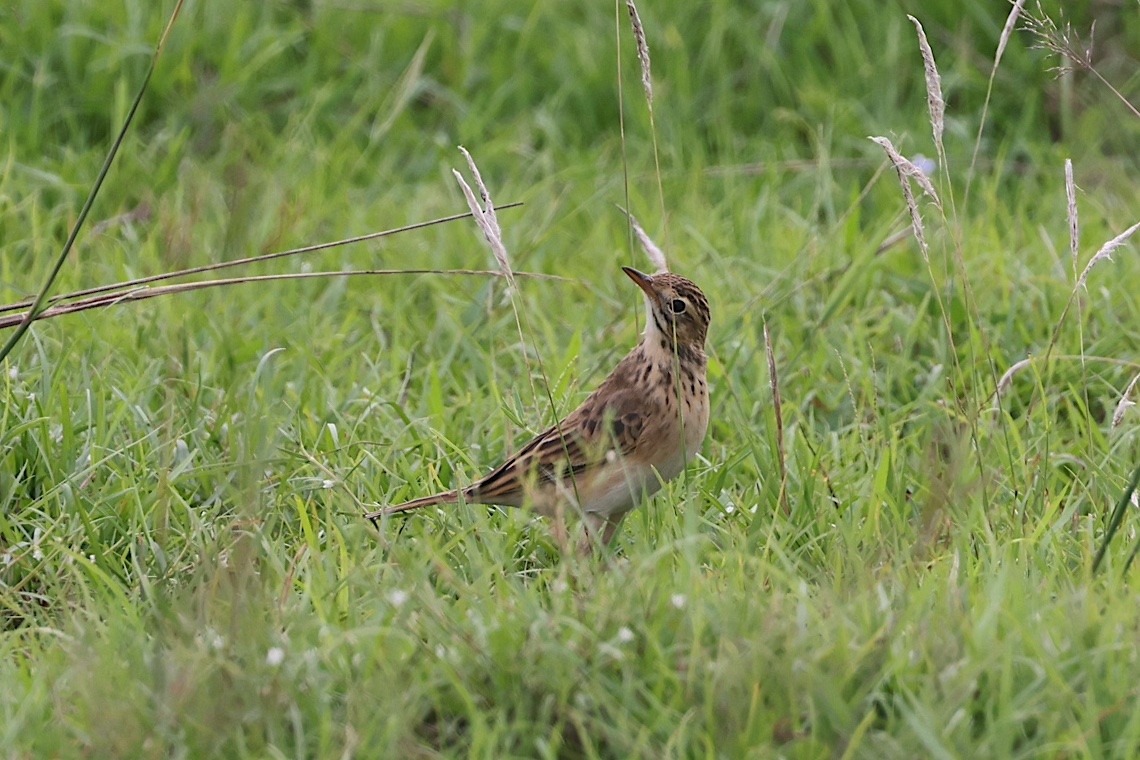 Richard's Pipit - ML647228615