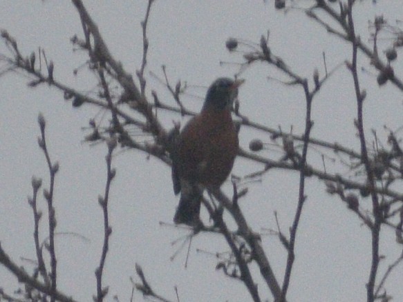 American Robin - ML647228616