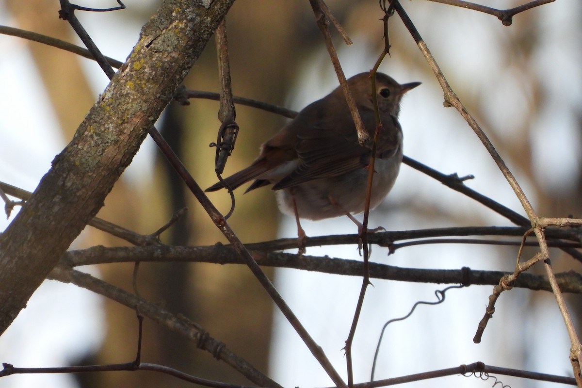 Hermit Thrush - ML647228618