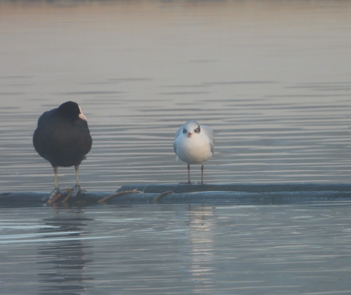 racek černohlavý - ML647228630