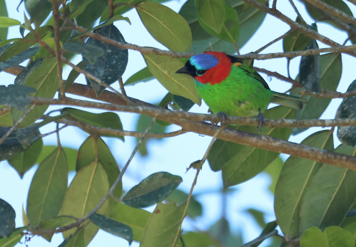 Red-necked Tanager - ML647228631