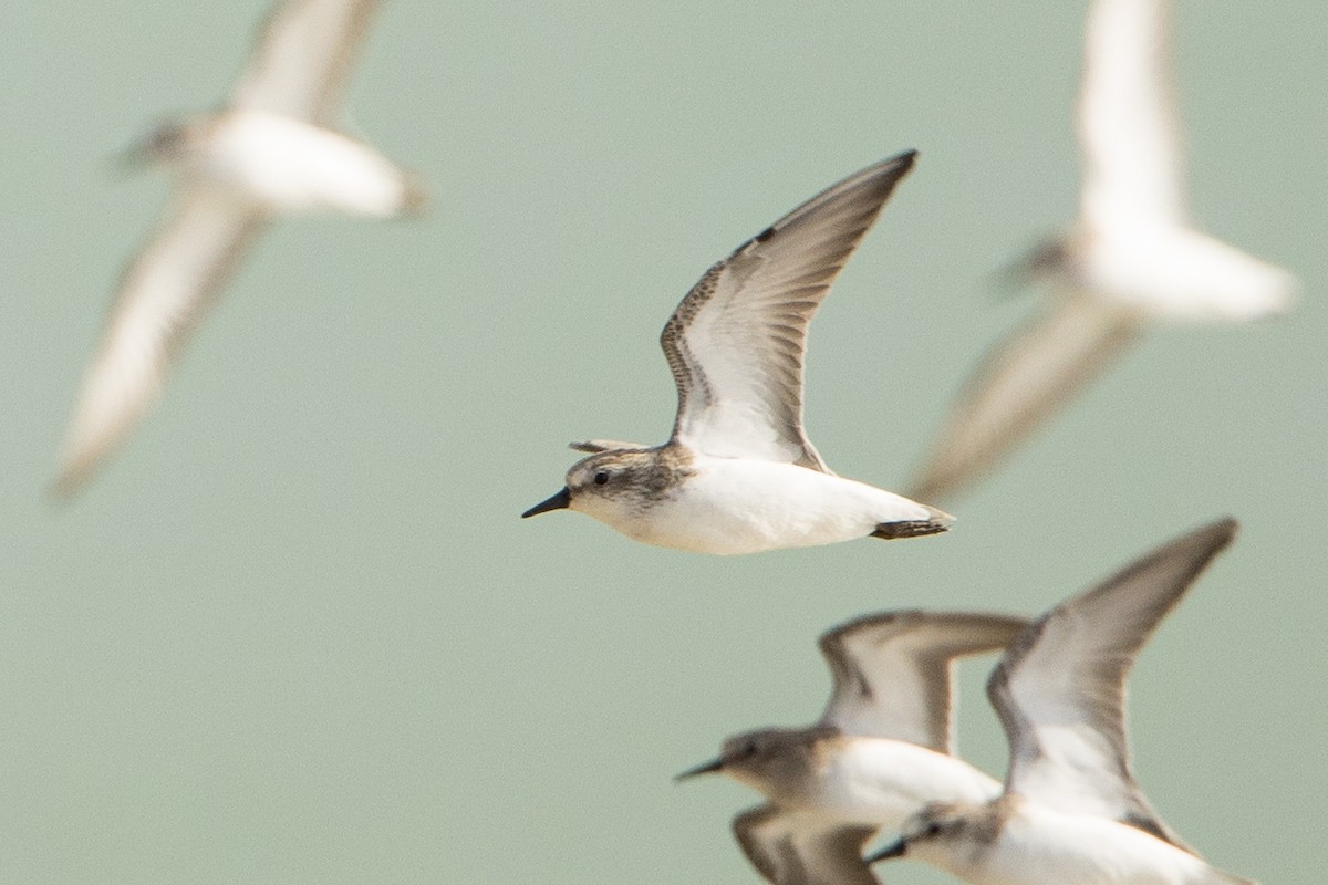 Semipalmated Sandpiper - ML647228635