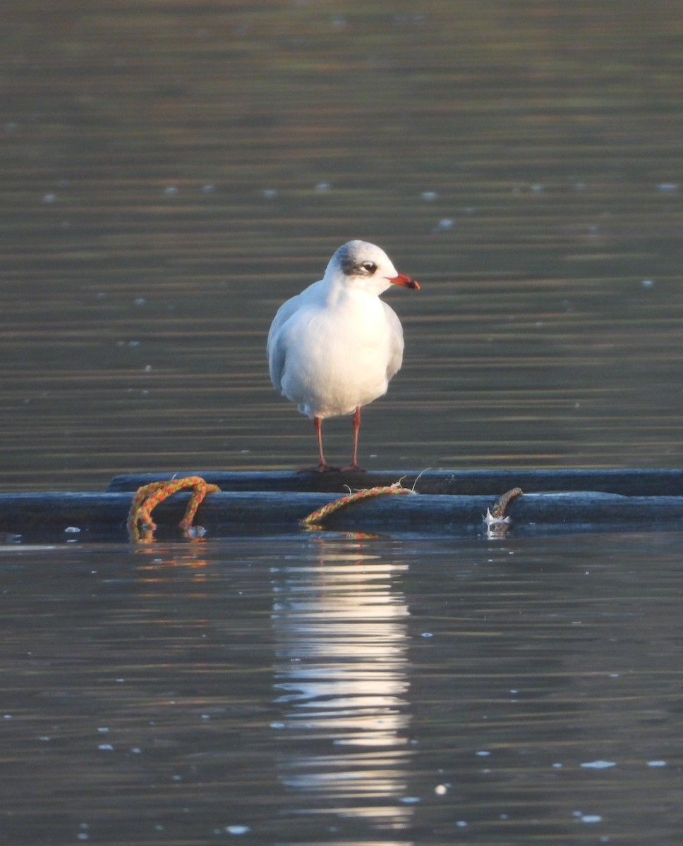 racek černohlavý - ML647228637
