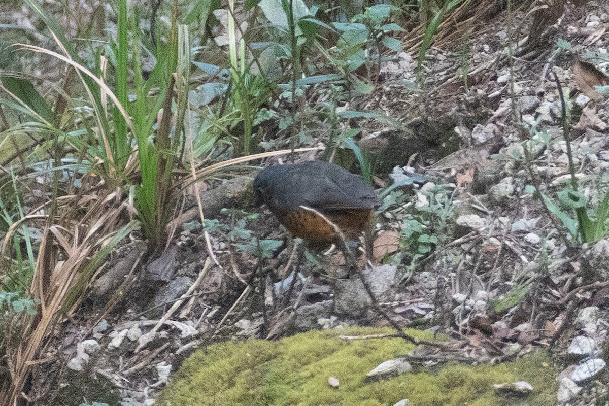 skjellmaurpitta - ML647228654