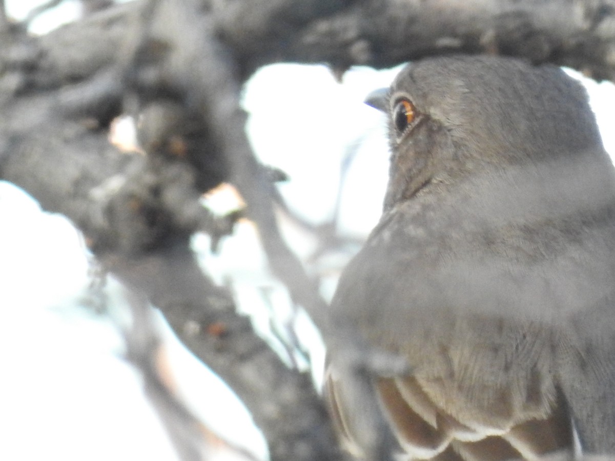 Sage Thrasher - ML647228657