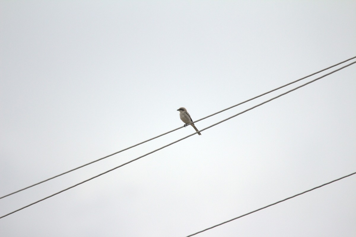 Great Gray Shrike - ML647228668