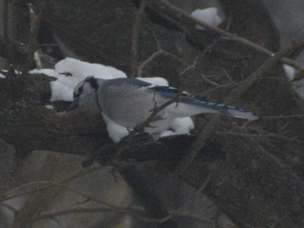 Сизойка блакитна - ML647228671