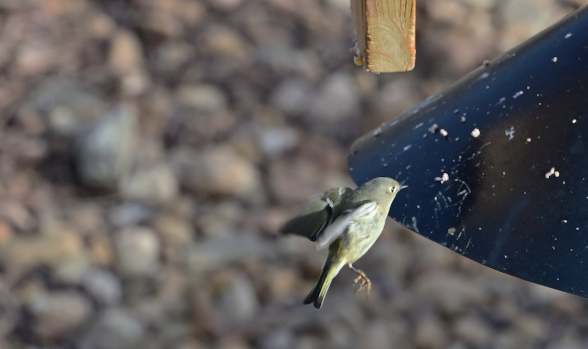 Ruby-crowned Kinglet - ML647228672