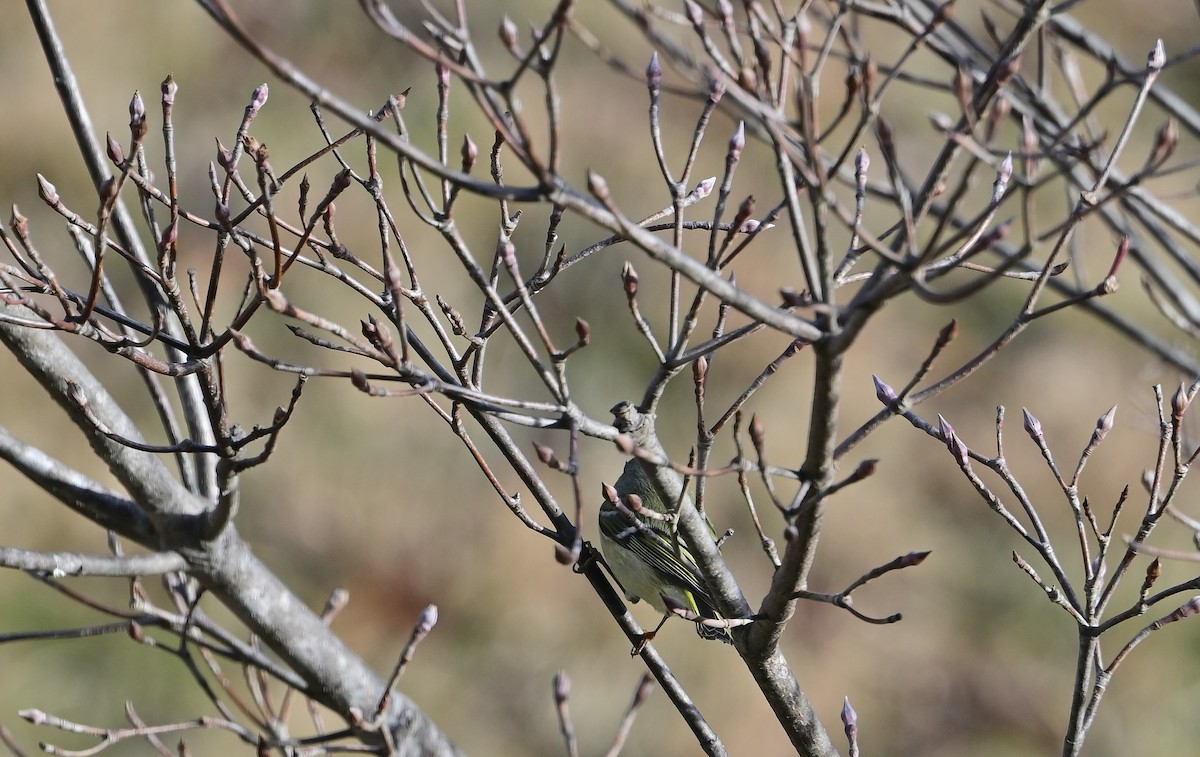 Ruby-crowned Kinglet - ML647228673