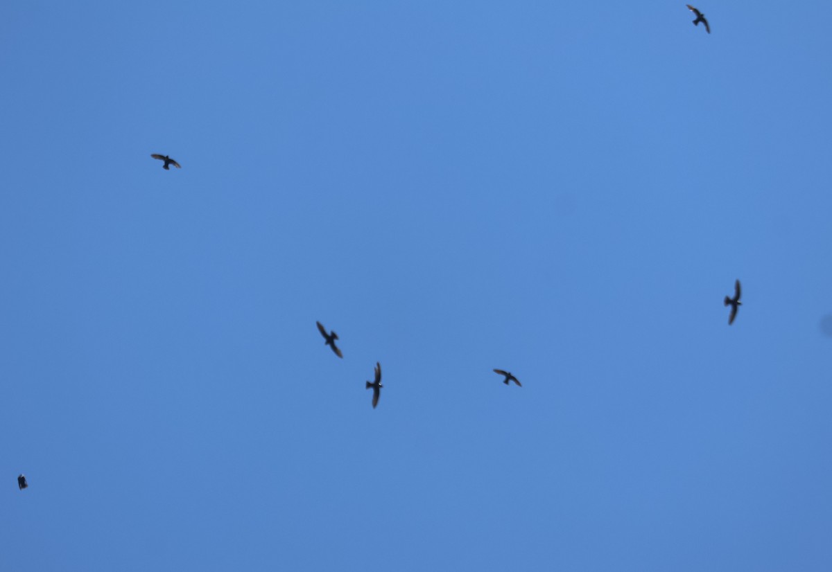 White-collared Swift - ML647228674